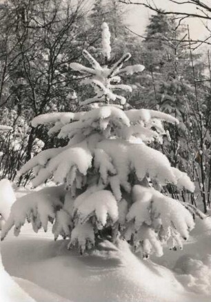 Erzgebirge. Kleine verschneite Fichte am Waldrand