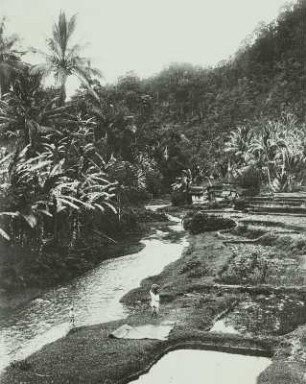 Bananenkulturen und Reisfelder, Sumatra, Indonesien