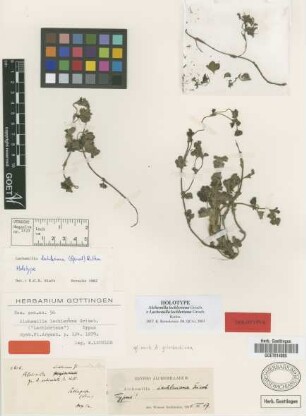 Alchemilla lechleriana Griseb.