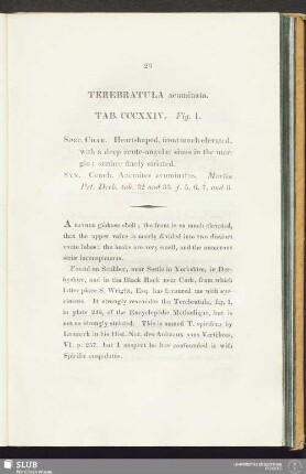 Terebratula acuminata. Tab. CCCXXIV. - Fig. 1