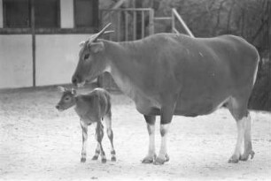 Nachwuchs bei den Banteng-Rindern im Karlsruher Zoo