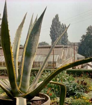Aloe Vera und Gewächshäuser des Botanischen Gartens Jena