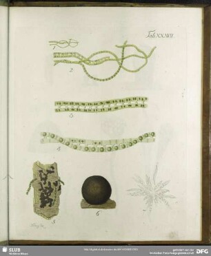 Tab. XXXVII.