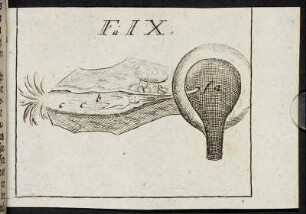 Figura IX