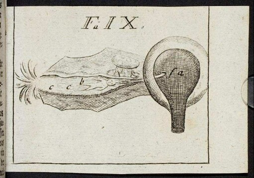 Figura IX