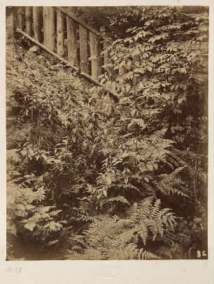 Farne und Holunder vermutlich am ehemaligen königlichen Tiergarten : Album mit Ledereinband, Metallschließe, Metallknöpfe in allen vier Ecken, bezeichnet goldgeprägt Mitte: ALBUM, bezeichnet typografisch auf Papieretikett oben Mitte: 451, auf 32 Seiten aus Karton mit Goldschnitt 32 aufgeklebte Albuminpapierabzüge; Seiten: je 22,5 x 29,5 cm, Album: 23,3 x 32 x 3,4 cm (1880/1890). Dresden: SLUB/DF 2024.D.8