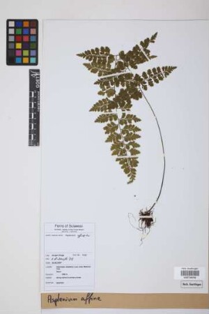 Asplenium affine Sw.