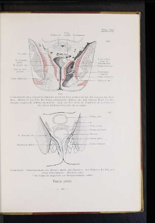 Fascia pelvis.