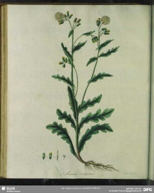 Zu Tabula XXVI. Senecio Vulgaris. Gemeines Kreuzkraut