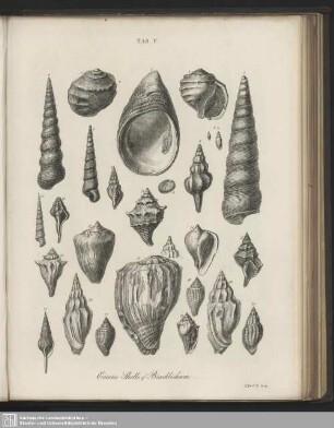 Tab. V. Eocene Shells of Bracklesham