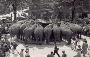 Donopbrunnen mit Elefanten des Zirkus Barum auf dem Marktplatz. Detmold. Marktplatz. Info von der LZ: Es zeigt eine Gruppe von Zirkus-Elefanten vor dem Donopbrunnen am Marktplatz. Demnach hat sich das am 9. Juni 1958 abgespielt; der Zirkus Franz Althoff war in der Stadt und hatte gerade Premiere gefeifert