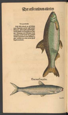 Von den Laugelen. Leucisci secunda species. Ein Laugelen.