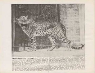 Ostafrikanischer Leopard