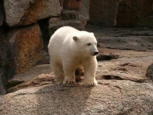 Berliner Zoo, der kleine Eisbär Knut, 22. Juni 2007