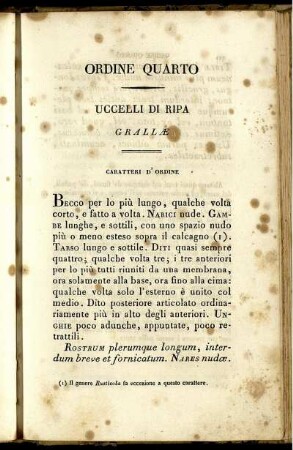 Ordine Quarto Uccelli Di Ripa Grallæ
