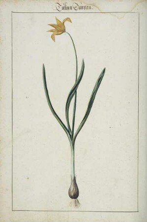 Tulipa Turcica, Seite 76