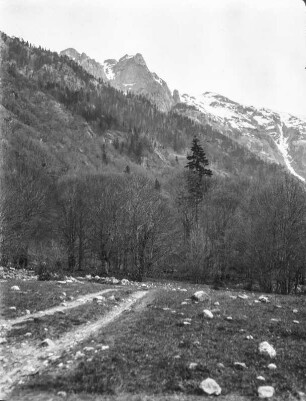 Berghang : Vegetation an einem Berghang.