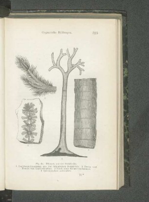 Fig. 89. Pflanzen aus der Steinkohle.