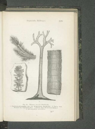 Fig. 89. Pflanzen aus der Steinkohle.