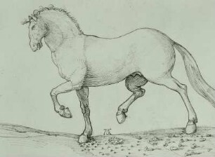 Pferd nach links