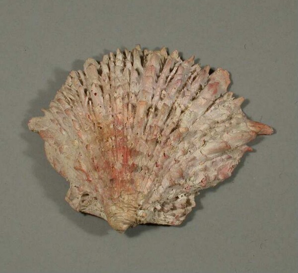 Spondylus-Schale