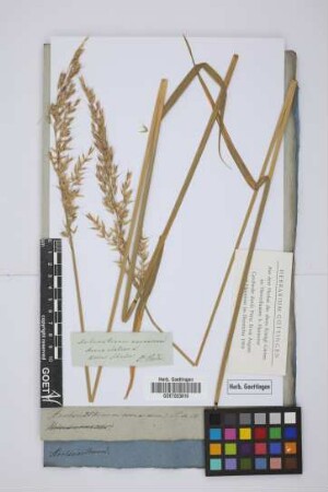 Avena elatior L.