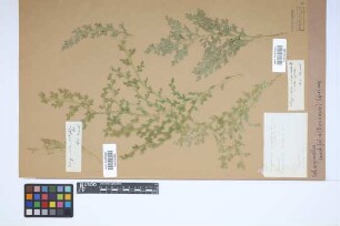 Selaginella cordifolia (Desv. ex Poir.) Spring