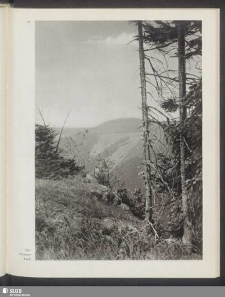 Der Donnershauk