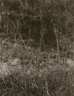 Spreetal unterhalb Bautzen. Bartgras (Bothriochloa ischaemum (L.) Keng)