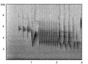 Buchfink | Fringilla coelebs - Gesang