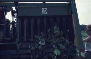 Fotografie: Gartenbautechnik-Freiland, Erntetechnik, Ernteverfahren, Einlegegurken