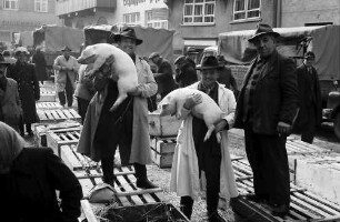 Biberach: Schweinemarkt, beladen von Ferkeln