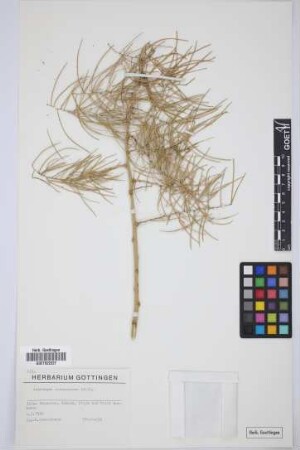 Asparagus arborescens Willd. ex Schult. & Schult.f.