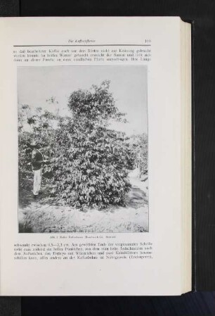 Abb. 2 Reifer Kaffeebaum (Roselius & Co., Bremen)