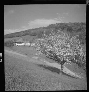 Frühlingin Mühlenbach