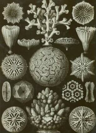 Sechsstrahlige Sternkorallen (Hexacoralla). Aus: Haeckel: Kunstformen, Tafel 9