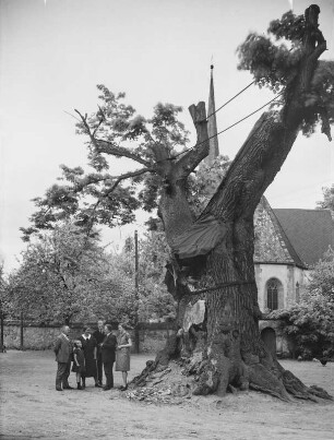 Die alte Lutherlinde in Prießnitz bei Bad Lausick : Prießnitz. Aufnahme einer unbekannten Familie an der Alten Linde vor der Annen-Kirche