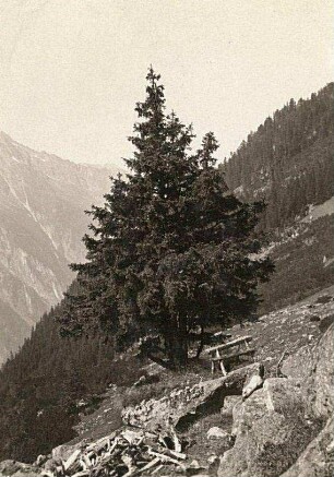 Zillertaler Alpen/Österreich. Bergfichte im Zillergründel