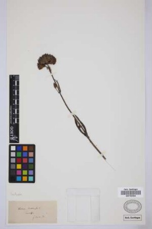 Verbena bonariensis L.