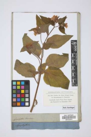 Symphytum tauricum