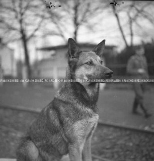 Schäferhund Rolf vor einem Haus
