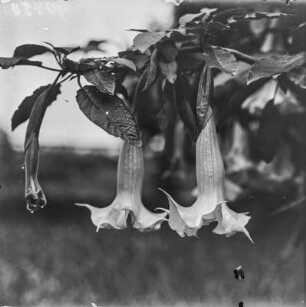 Gemeiner Stechapfel : Gemeiner Stechapfel (Datura stramonium Linnaeus).