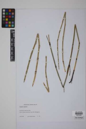 Equisetum hyemale hyemale L.