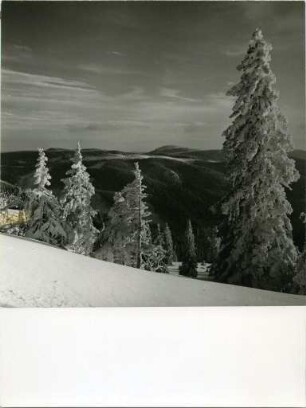 Bergfichten am Feldberg