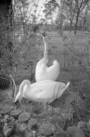 Schwäne im Stadtgarten.
