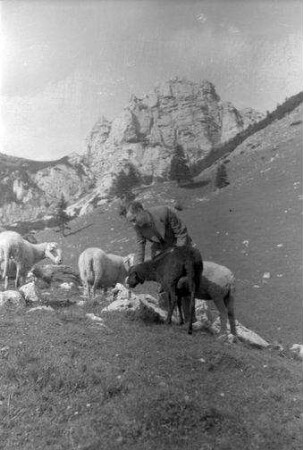 Bayrischzell: ich an einer Schafherde