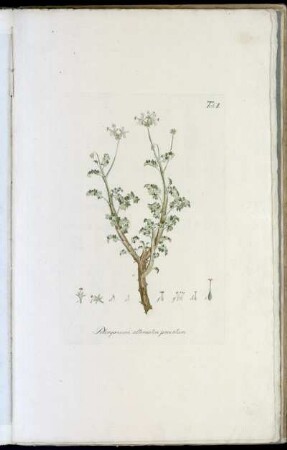 Tab. X Pelargonium alternatim pinnatum