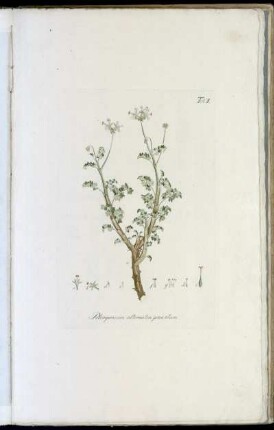 Tab. X Pelargonium alternatim pinnatum