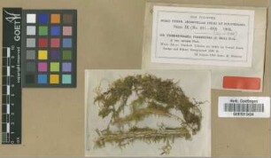 Floribundaria floribunda (Dozy & Molk.) M.Fleisch. var. serrata M.Fleisch.[isotype]