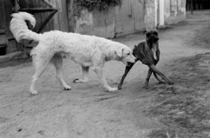 Hunde : Hunde